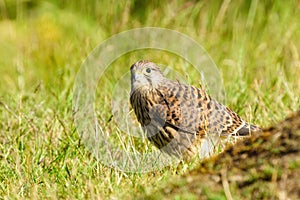 Common Kestrel (Falco Tinnunculus) searching ground for food, taken in West London