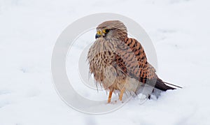 Common kestrel Falco tinnunculus in snow