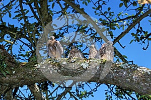 Common Kestrel, falco tinnunculus, Youngs near Nest