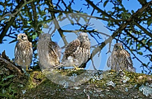 Common Kestrel, falco tinnunculus, Youngs ready to Fly, Normandy