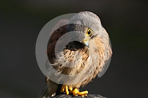 Common kestrel Falco tinunculus