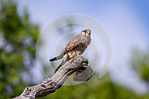 The common kestrel female perched up close