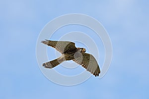 The common kestrel in flight