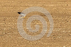 A Common kestrel in flight in desert