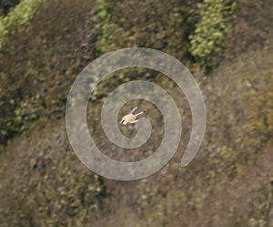 A common kestrel in flight