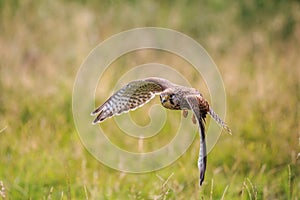 The common kestrel in flight up close