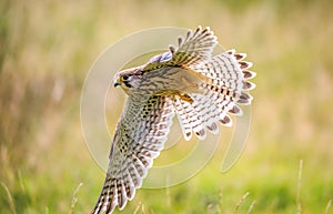 The common kestrel in flight up close