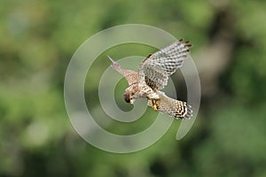 A common kestrel hovering