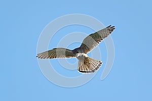 The common kestrel hovering over its prey