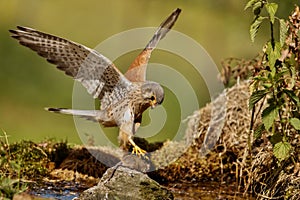 Common Kestrel hunting little mouse, Falco tinnunculus.