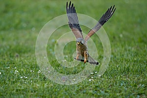 Common Kestrel hunting little mouse, Falco tinnunculus.