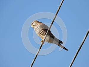 Common kestrel looking for something to eat