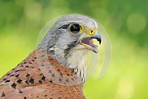 Common kestrel male Falco tinnunculus