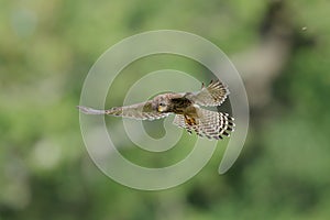 The common kestrel male hovering