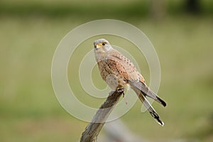 The common kestrel male perched