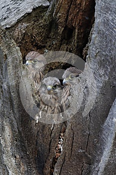 The common kestrel nesting hole