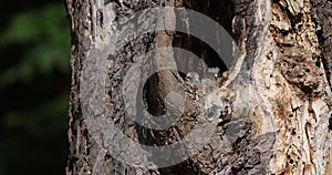 A common kestrel nesting tree hole