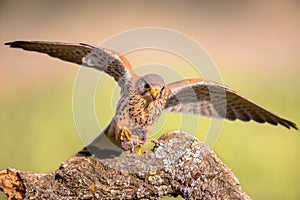 Common Kestrel Perched Eating Mouse