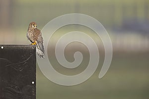 A common kestrel perched on a fench.