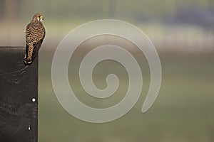 A common kestrel perched on a fench.