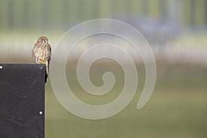 A common kestrel perched on a fench.