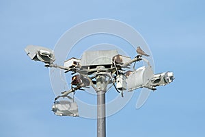 Common Kestrel perched on Floodlights