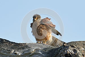 A common kestrel perched having a shake