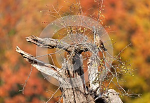 Common kestrel perched in a tree in autumn