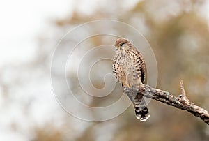 Common kestrel perched on a tree branch