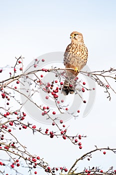 Common kestrel perched on a tree branch with red berries