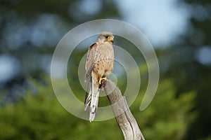 A common kestrel perched up close