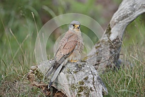 A common kestrel perched up close