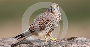 A common kestrel perched up close