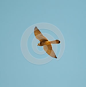 Common kestrel photo from marmoom photo