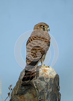 Common kestrel on a rock