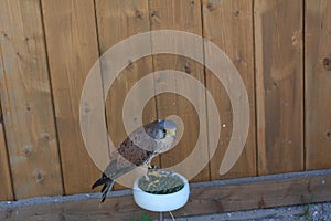 The common kestrel sits on a perch in the Zleby castle in the Czech Republic