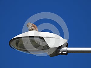 Common kestrel  sitting on the street lamp