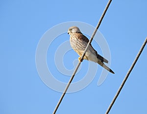 Common kestrel sitting on a wire