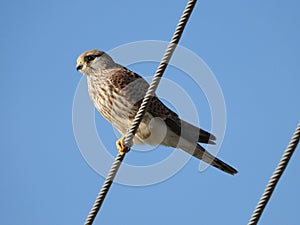 Common kestrel sitting on a wire 2