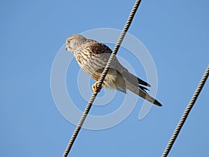 Common kestrel sitting on a wire and relaxing