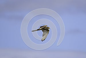 Common kestrel a small bird of prey in flight