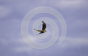 Common kestrel a small bird of prey in flight