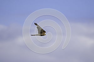 Common kestrel a small bird of prey in flight