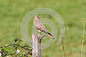 Common kestrel standing and ready to hunt, Jura, France