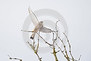 A common kestrel taking off from a branch.