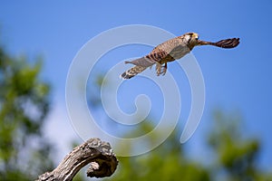 The common kestrel taking off up close