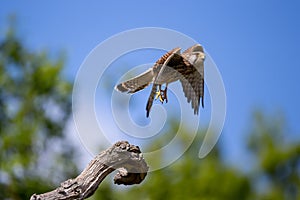 The common kestrel taking off up close