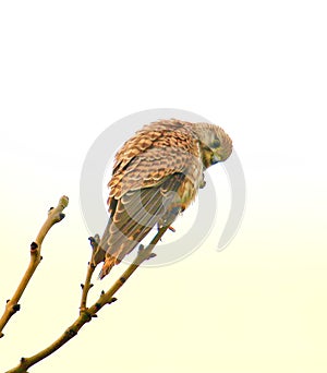 Common kestrel in a tree