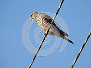 Common kestrel watching the street below