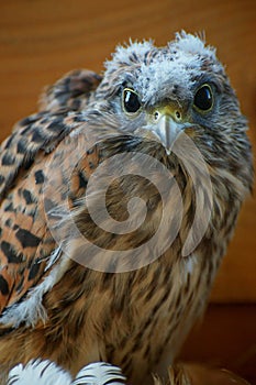 Common Kestrel, wildlife brown bird.